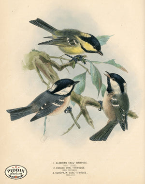 PDXC1224 -- Birds