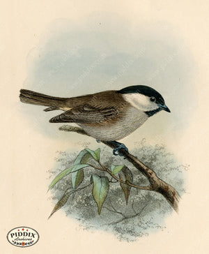 PDXC1225 -- Birds