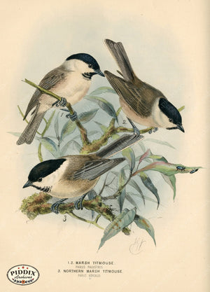 PDXC1226 -- Birds