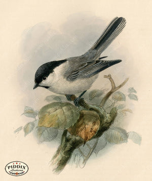 PDXC1227 -- Birds