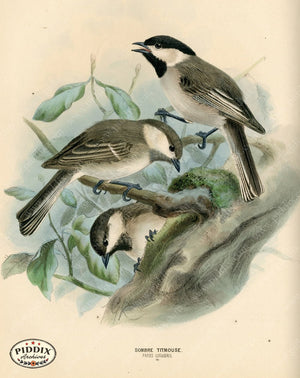 PDXC1228 -- Birds