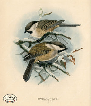 PDXC1229 -- Birds