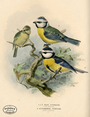 PDXC1230 -- Birds