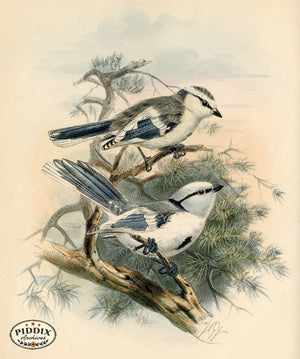 PDXC1231 -- Birds