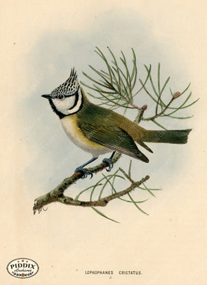 PDXC1232 -- Birds