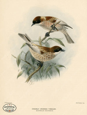 PDXC1234 -- Birds