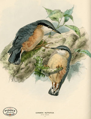 PDXC1236 -- Birds