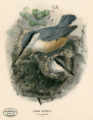 PDXC1237 -- Birds