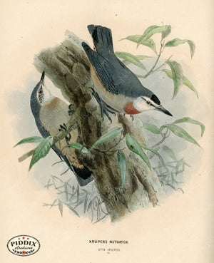 PDXC1238 -- Birds