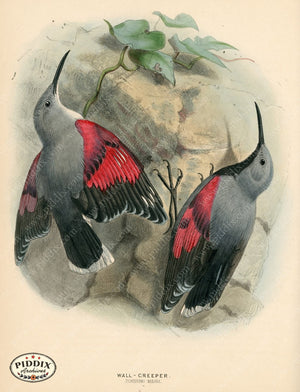 PDXC1240 -- Birds