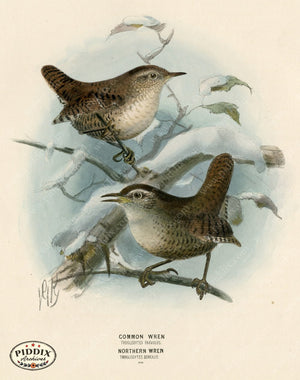 PDXC1241 -- Birds