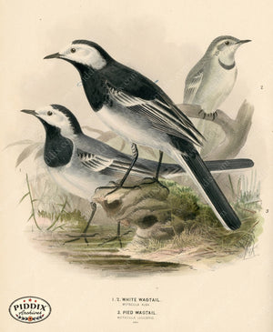 PDXC1242 -- Birds