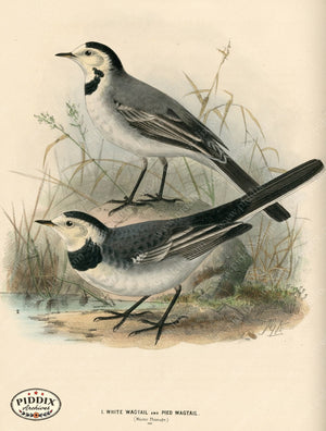 PDXC1243 -- Birds