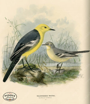 PDXC1244 -- Birds