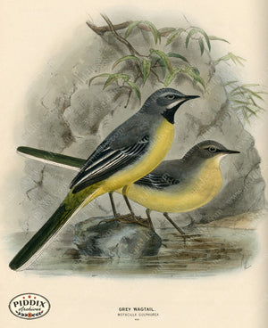 PDXC1245 -- Birds