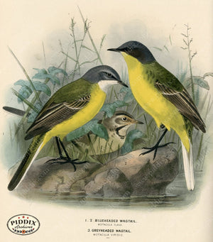 PDXC1246 -- Birds