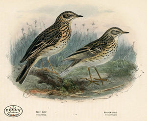 PDXC1249 -- Birds