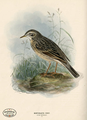 PDXC1250 -- Birds