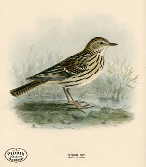 PDXC1251 -- Birds