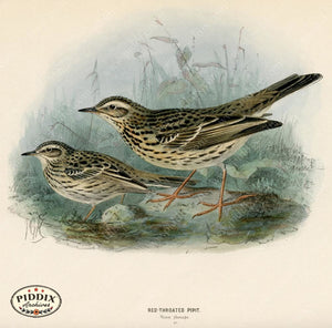 PDXC1252 -- Birds