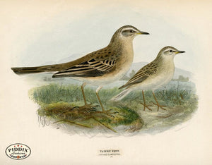 PDXC1254 -- Birds