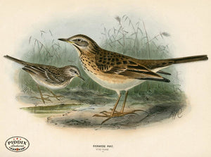 PDXC1255 -- Birds