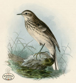 PDXC1256 -- Birds
