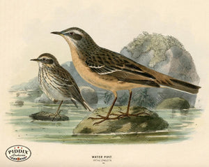 PDXC1257 -- Birds