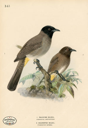 PDXC1260 -- Birds