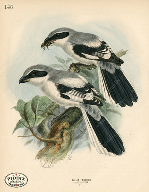PDXC1262 -- Birds