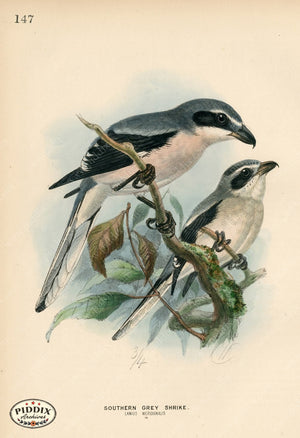 PDXC1263 -- Birds