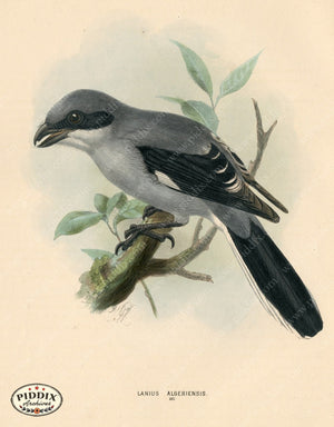 PDXC1264 -- Birds
