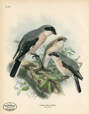 PDXC1265 -- Birds
