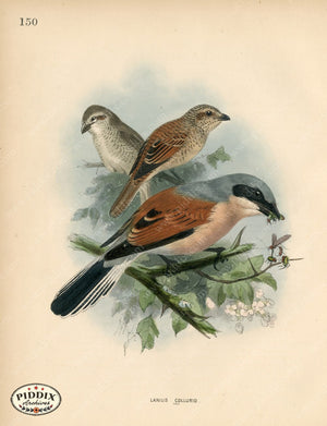 PDXC1266 -- Birds