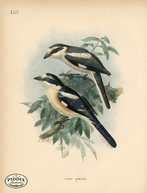PDXC1269 -- Birds