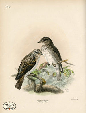 PDXC1272 -- Birds