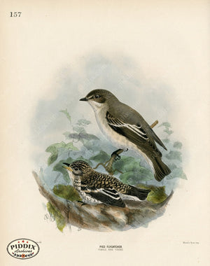 PDXC1273 -- Birds