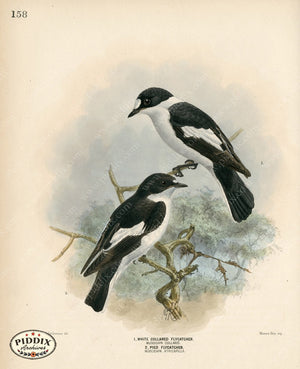 PDXC1274 -- Birds
