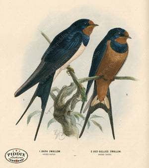 PDXC1276 -- Birds