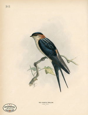 PDXC1277 -- Birds
