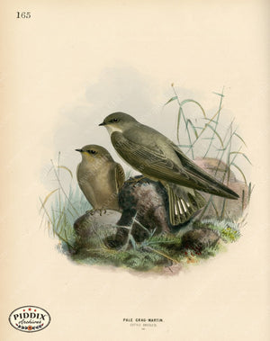 PDXC1281 -- Birds
