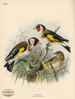 PDXC1282 -- Birds