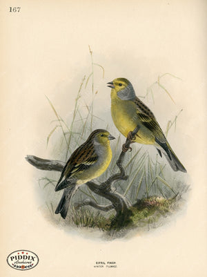 PDXC1283 -- Birds