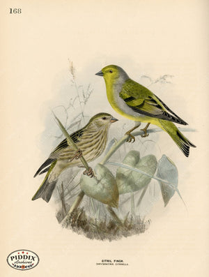 PDXC1284 -- Birds