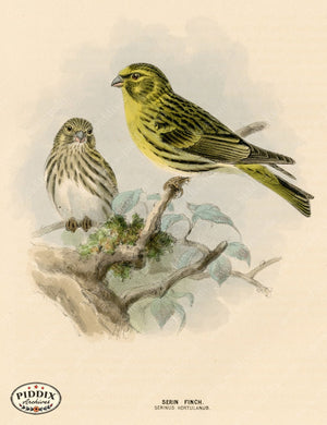 PDXC1286 -- Birds