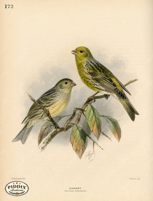 PDXC1287 -- Birds