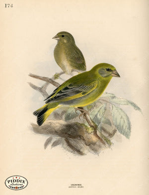 PDXC1289 -- Birds