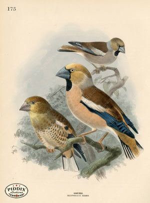 PDXC1290 -- Birds