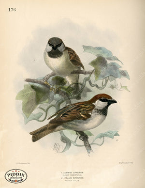 PDXC1291 -- Birds