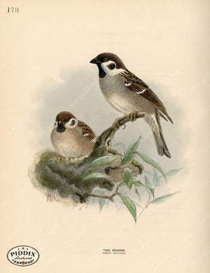 PDXC1293 -- Birds